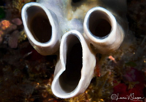 The Scream/Photographed with a Canon 60 mm macro lens at ... by Laurie Slawson 